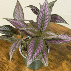 Persian Shield Indoor Plant