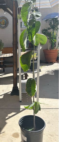 Chirimoya tree 5 ft tall ready to put in the ground..$45.00 firm (Please read description)