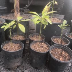 Avocado Plants 