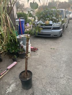 Guayabo Blanco