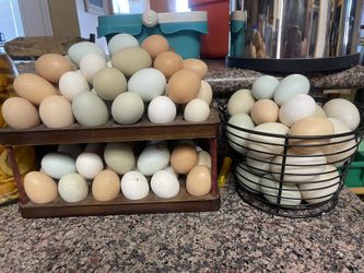 1/2 Dozen Unwashed Duck Eggs