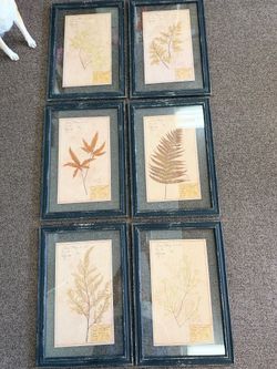 Antique Framed Pressed Leaf