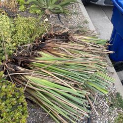 Free Birds Of Paradise With Roots