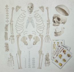 New SKELETON full size 67 inches tall for HALLOWEEN or Anatomy learning, disarticulated