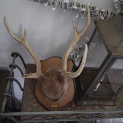 Mounted Deer Antlers - Pre-owned 