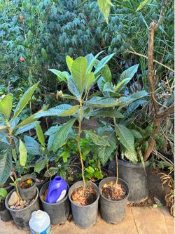Loquat Fruit Tree