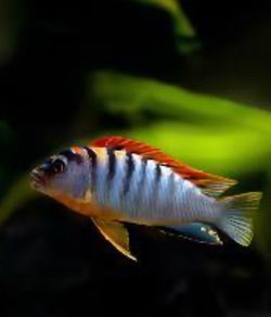 Fish tank