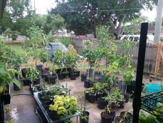 Lots of fruiting plants