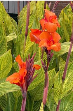 Canna Lily  Pretoria potted plant orage flowers