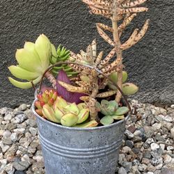 SUCCULENT ARRANGEMENT 