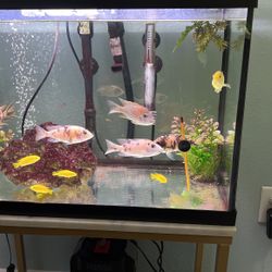 20 Gallon Fish Tank
