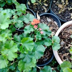 Geranium/Malba/Geraneo/Malbon