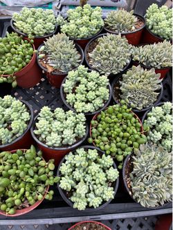 Premium 4 inch Succulents.  $2 each