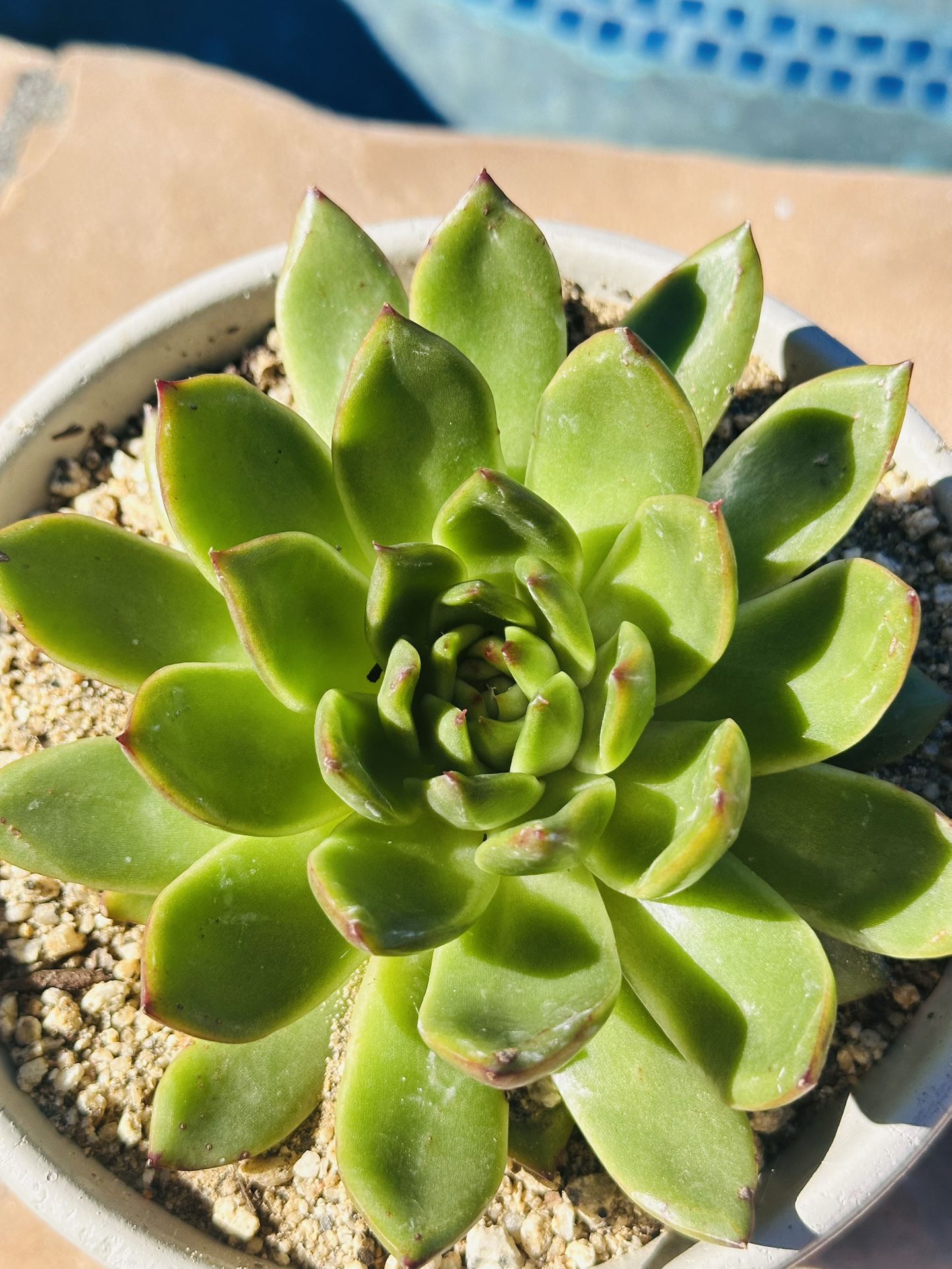 Stonemoon Succulents 