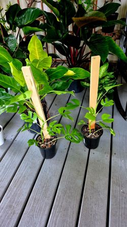 Mini Monstera or Rhaphidophora tetraspermain