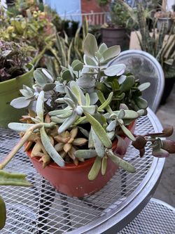 Assorted succulents in 8”/14” oval bowl planter
