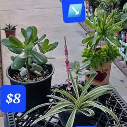 Plants $8
