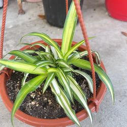 Baby Spider Plant Indoor/Outdoor