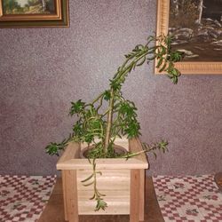 Small Cedar Planter Boxes