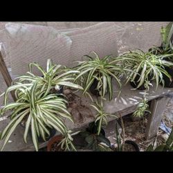 Spider plants