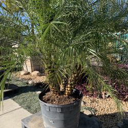Phoenix roebelenii, dwarf date palm, pygmy date palm, miniature date palm or robellini palm tree 25gal 