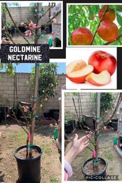 Goldmine White Nectarine Tree