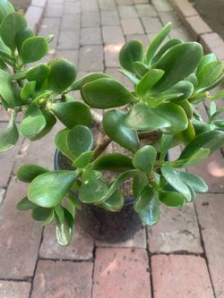 🌱 Lucky Jade Succulent Money Plant 1 Gallon