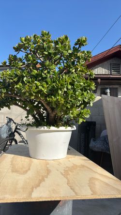 Planta De Abundancia