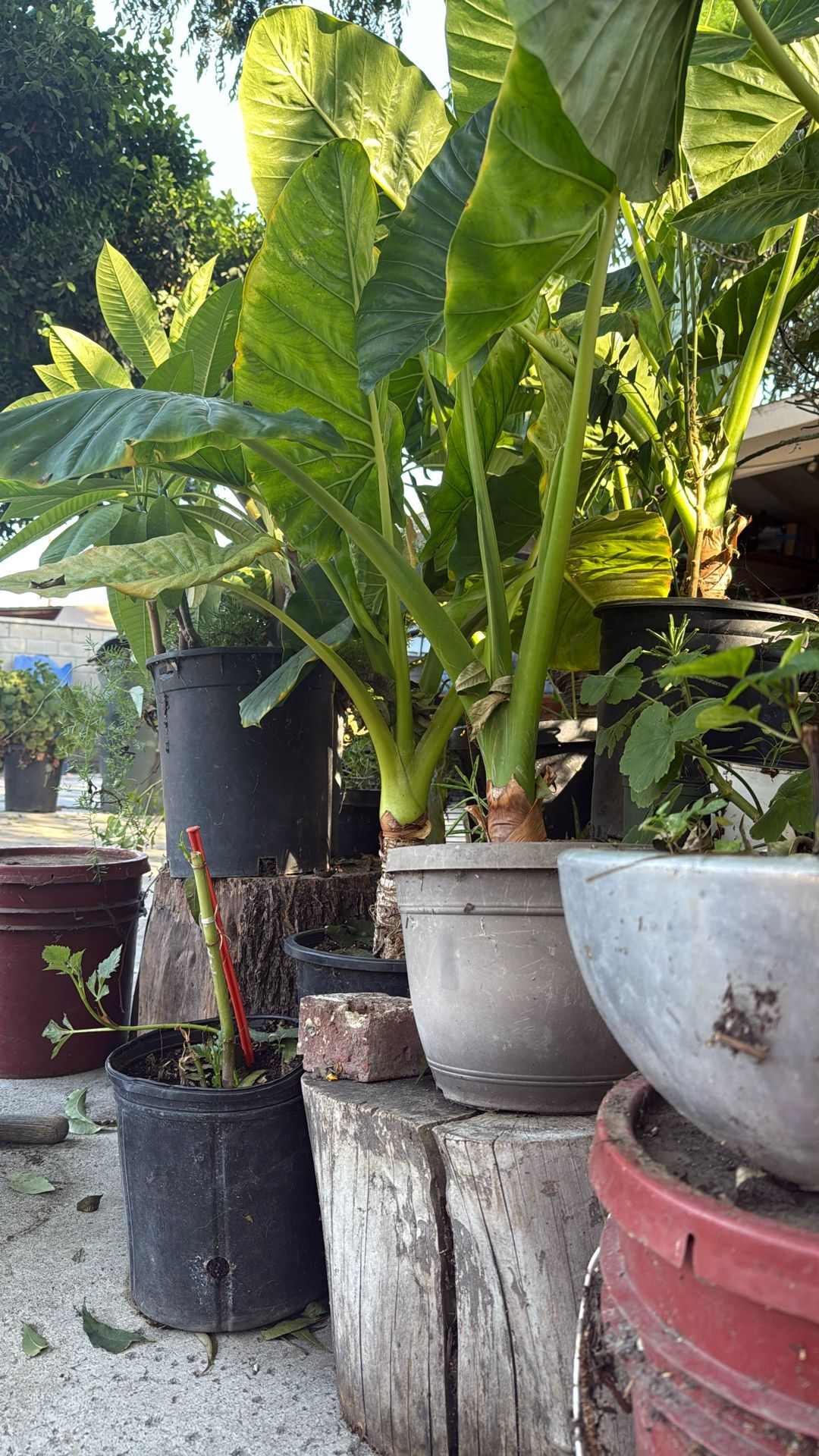 Elephant Ears Plant