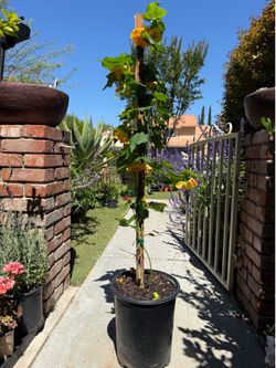 Abutilon Yellow (Chinese lantern) 5Gal