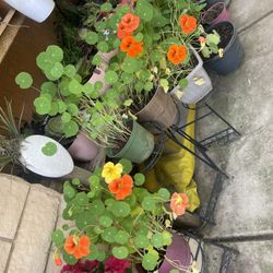 HERMOSAS PLANTAS NATURALES “NASTURTIUM PLANT 