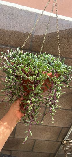 String of Rubi