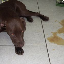 Tienes Tu Mascota Enferma 