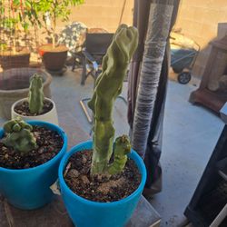 Totem pole cactus with pot