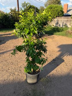 Moro Blood Orange 🍊 Citrus Tree 7 gallon