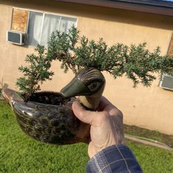 Bonsai $35 Each Many To Choose From