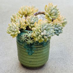 Succulents plants 🪴