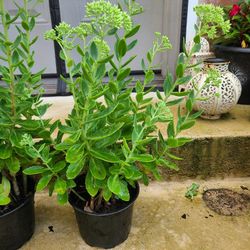 Autumn Joy Sedum Plant In A Pot