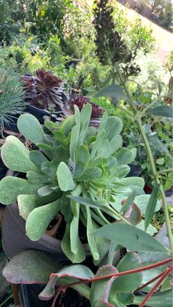 Succulent onsale 2 in pot. $2 to $9. On sale
