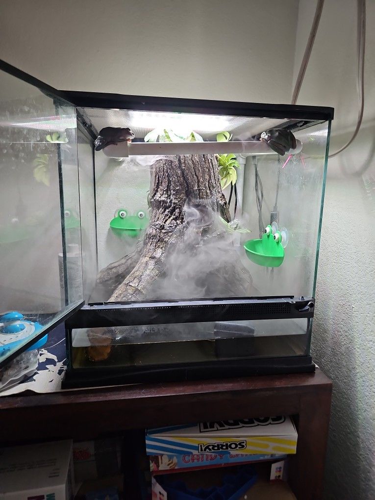 🌿 Complete Tropical Terrarium Setup – Everything Included! 🌿