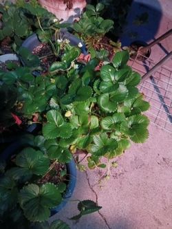 Plantas De Fresas