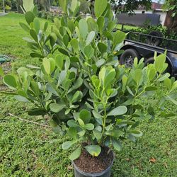 big sale clusias $8.50 $10 $20 $30 $65  all sizes available  Instant Privacy Hedge For Fence 