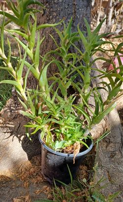Climbing Alovera Plant