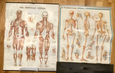 Set of two 1980s medical posters.
