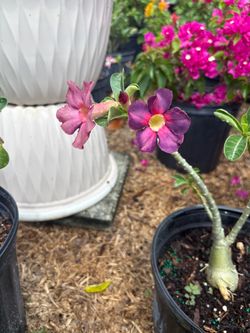 Purple Desert rose (Adenium)