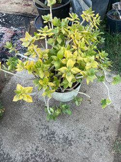plant