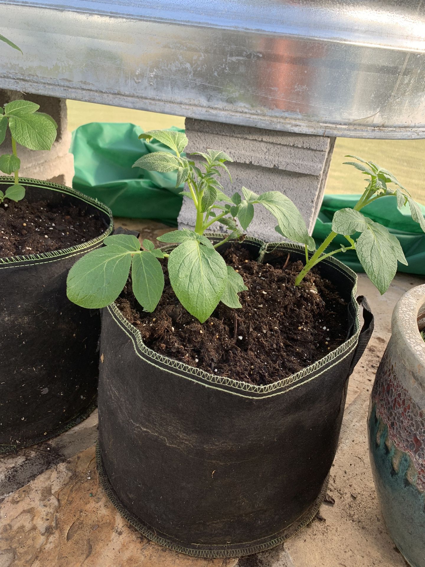 Potato Plants In Grow Bags