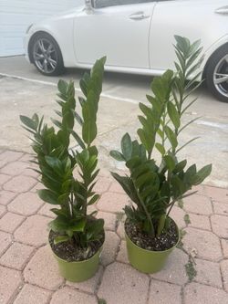 Zz Plant 25$ Each