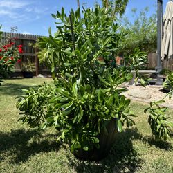 Large Potted Plant 🪴 