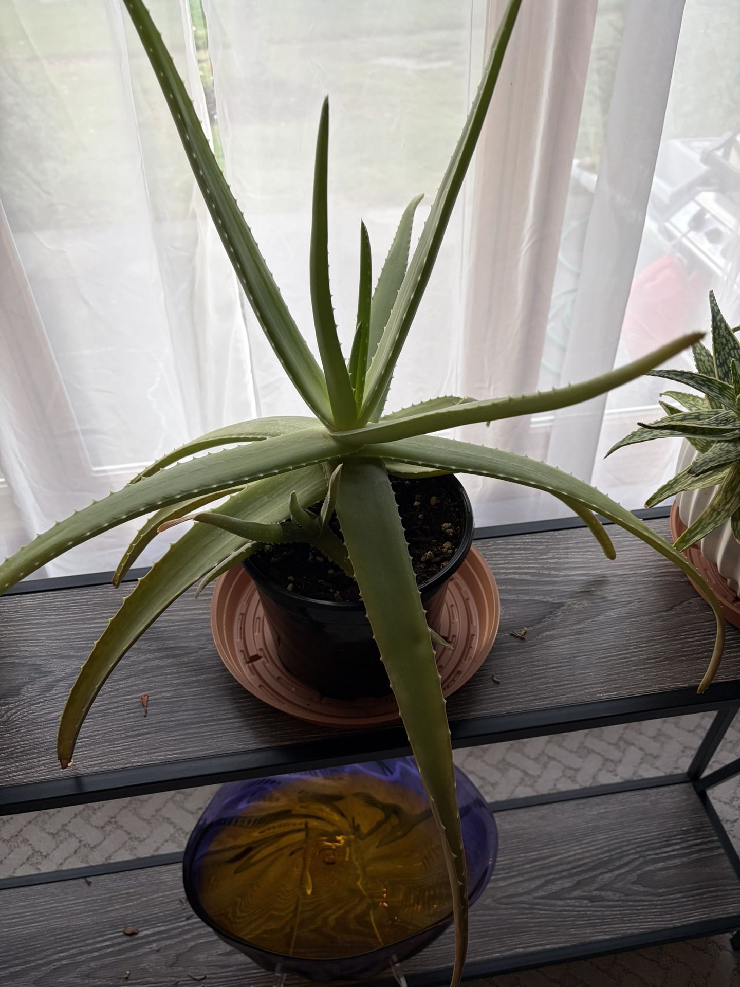 Succulents/Cactus Plants